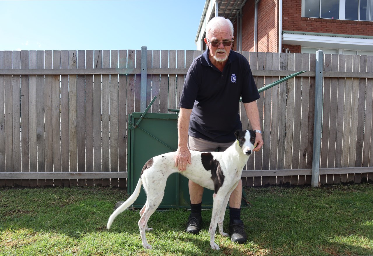 The final lap brought forward for Dapto Greyhounds