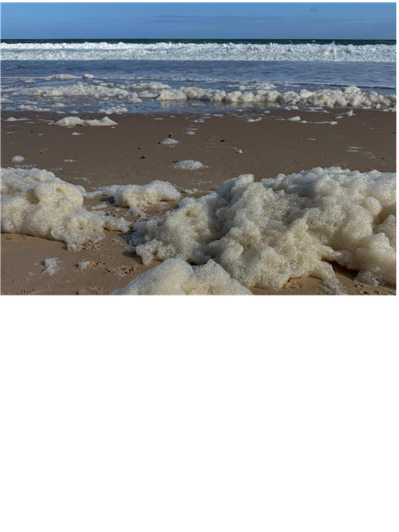 South coast forum on algal bloom  
