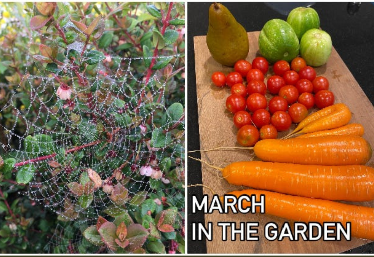 Meet Garden Influencer Shelley from 'A Simple Life in Southland'