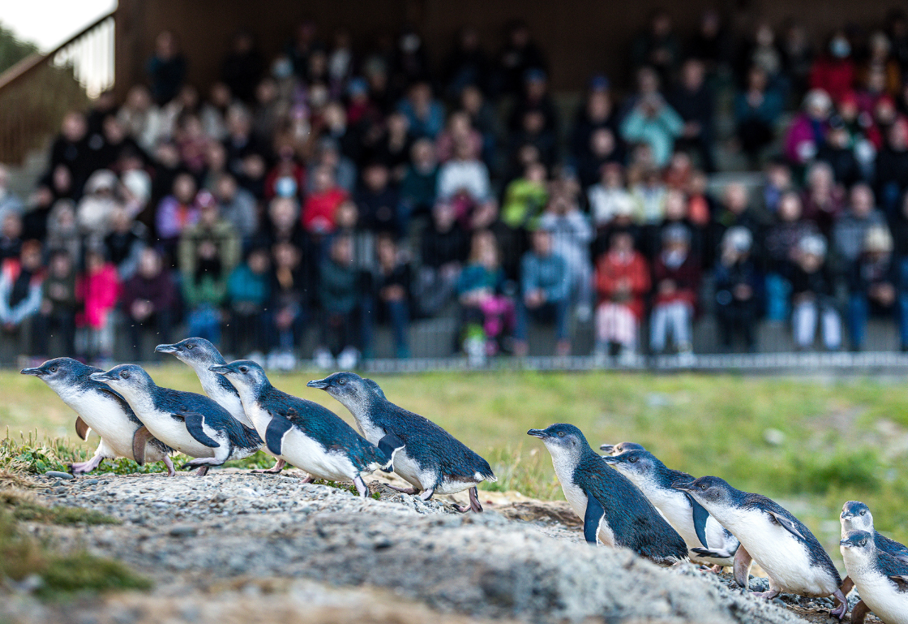 Ōamaru’s penguin colony sets new visitor record