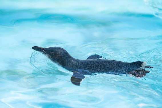Penguin program takes out Citizen Science Awards