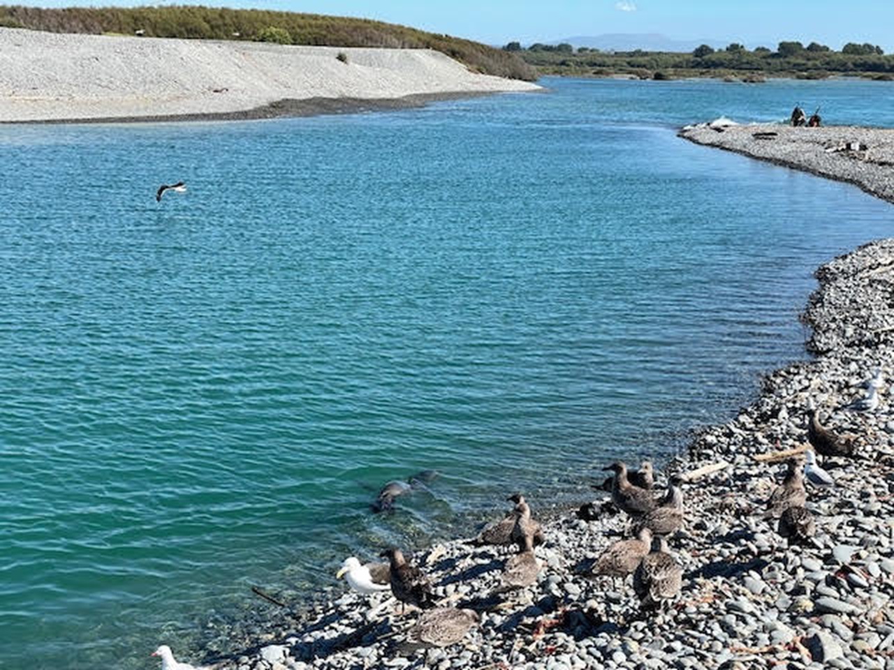 Sea lion shooting 'senseless'