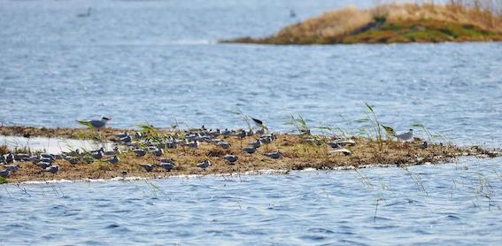 Popular wetlands reopen after upgrade