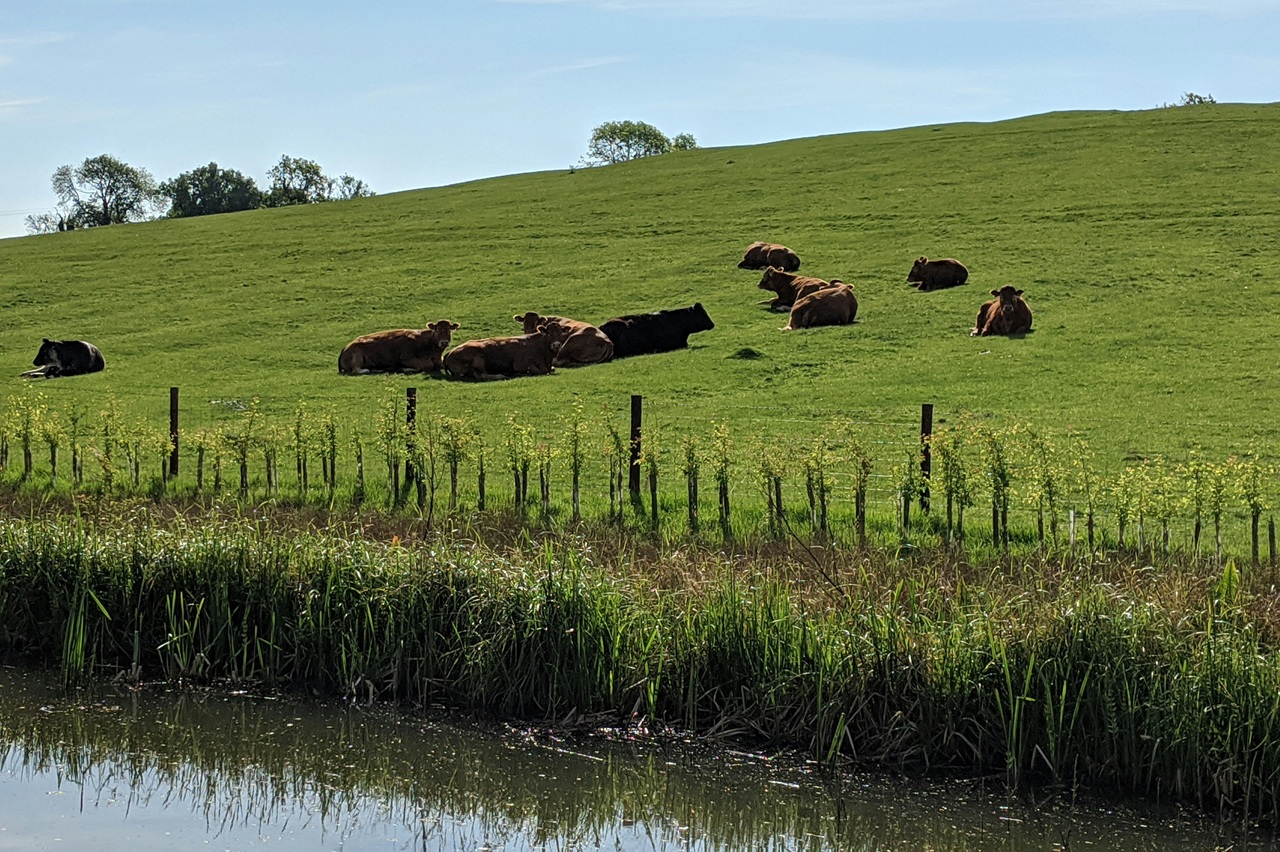 Farmers won't need consent to pollute waterways as government undoes RMA rules