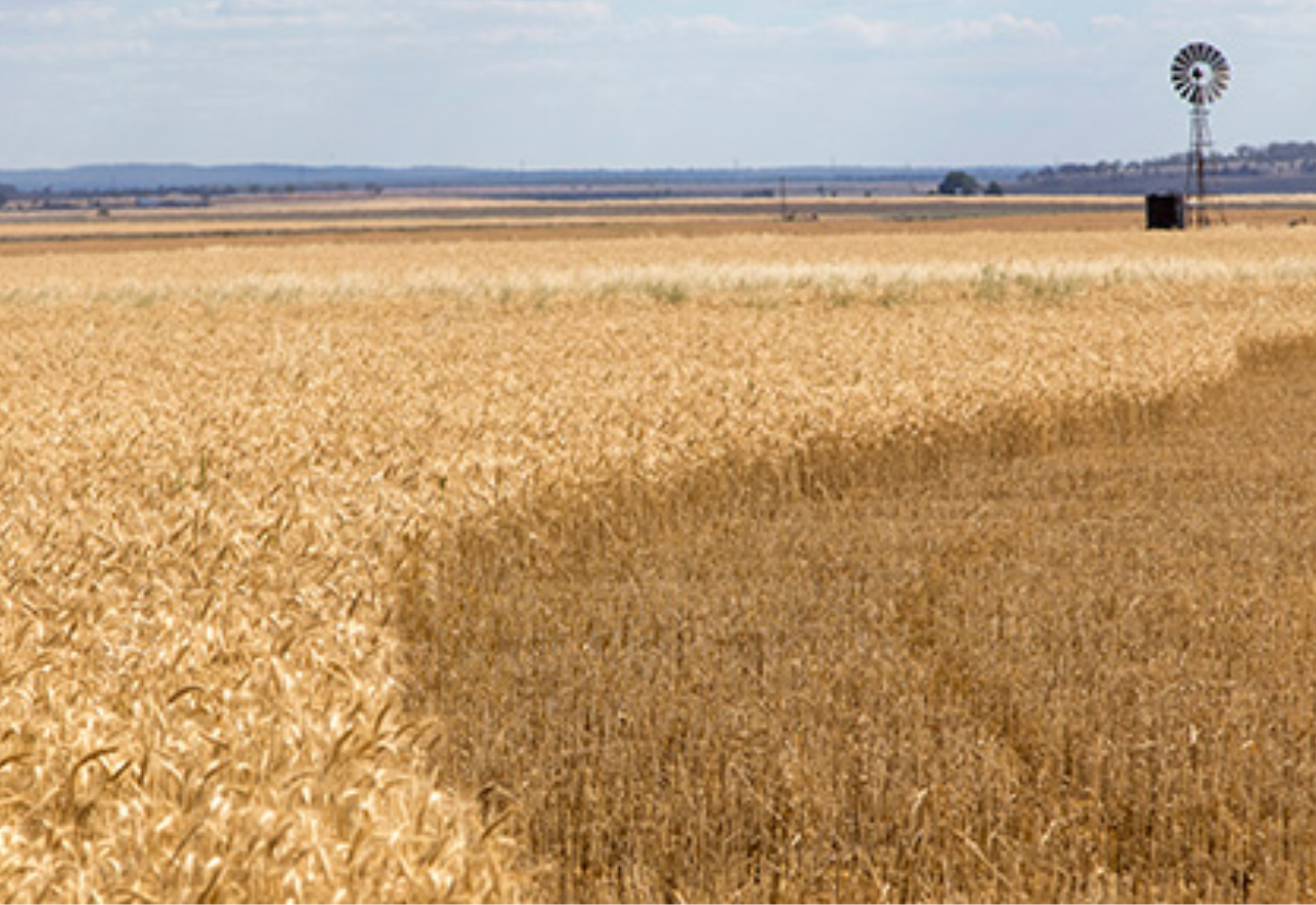 Smart farming starting to pay off for western plains croppers