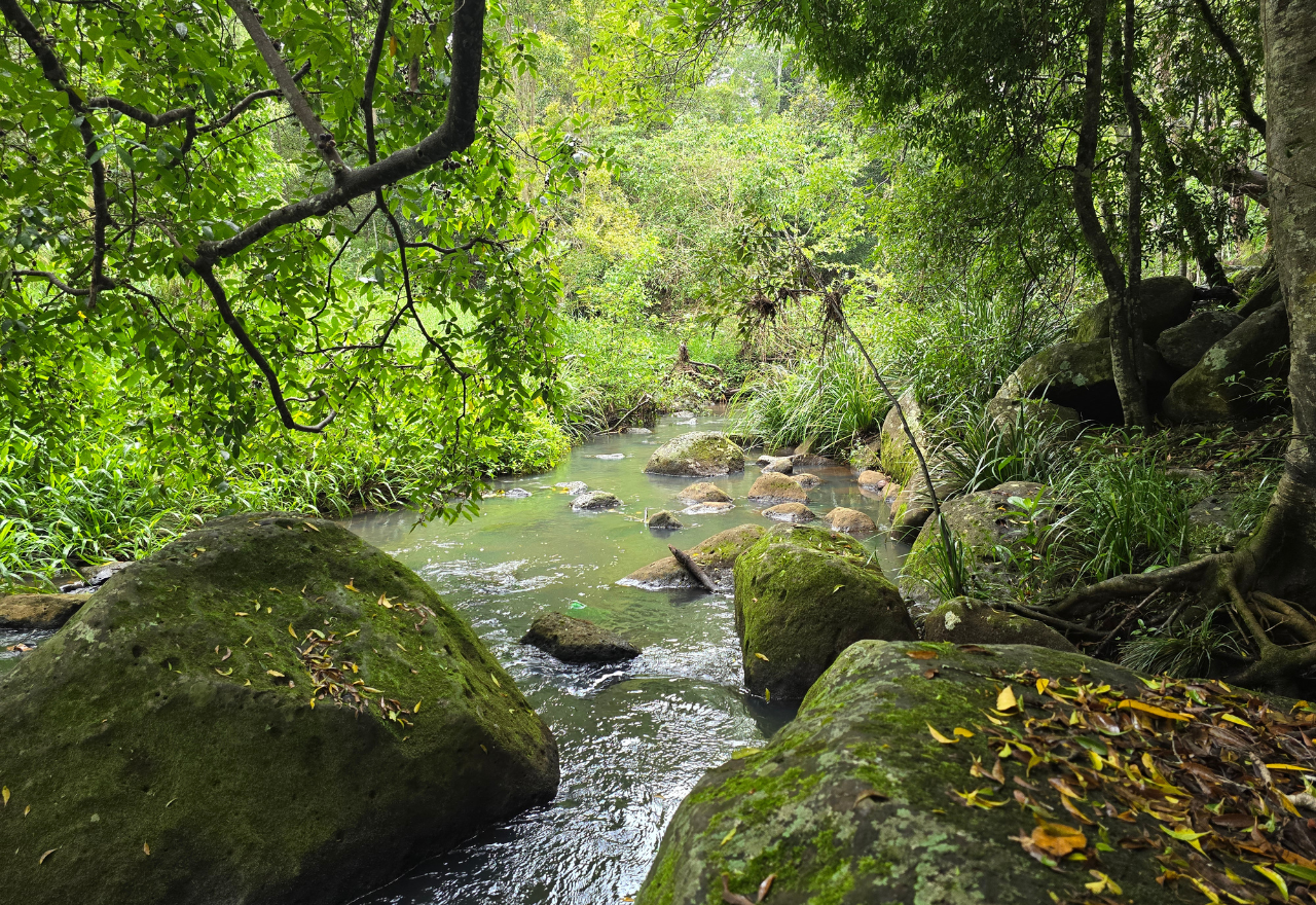 Taking the pulse of Tucki Tucki Creek: new survey reveals recovery continues