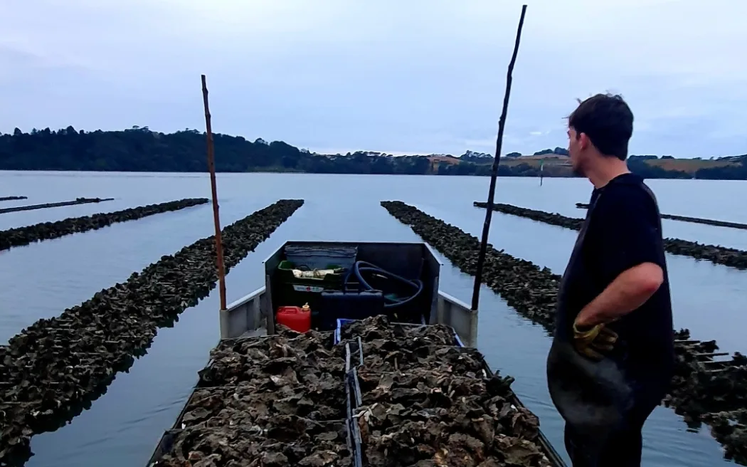 Mystery payment to oyster farmers came from Watercare