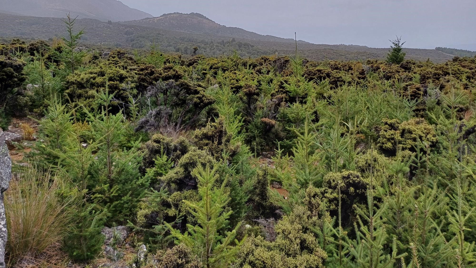 Wilding pine problem at ‘tipping point’ in Southland
