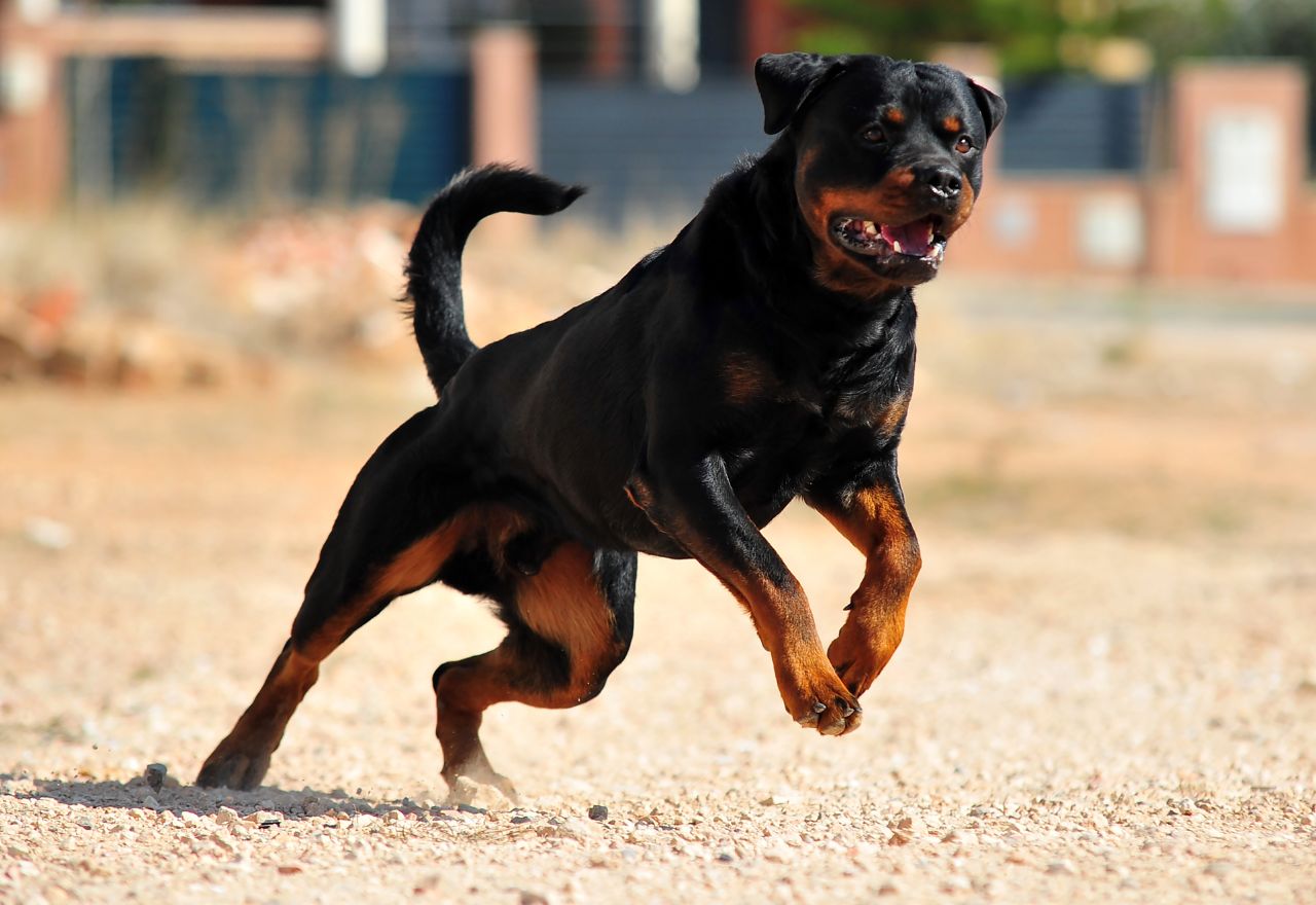 Council Cracks Down On Dog Attacks