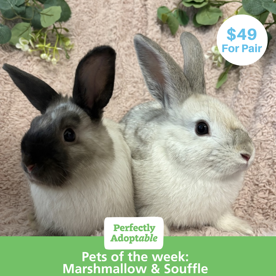Meet Souffle & Marshmallow: RSPCA SA’s Bonded Bunny Besties