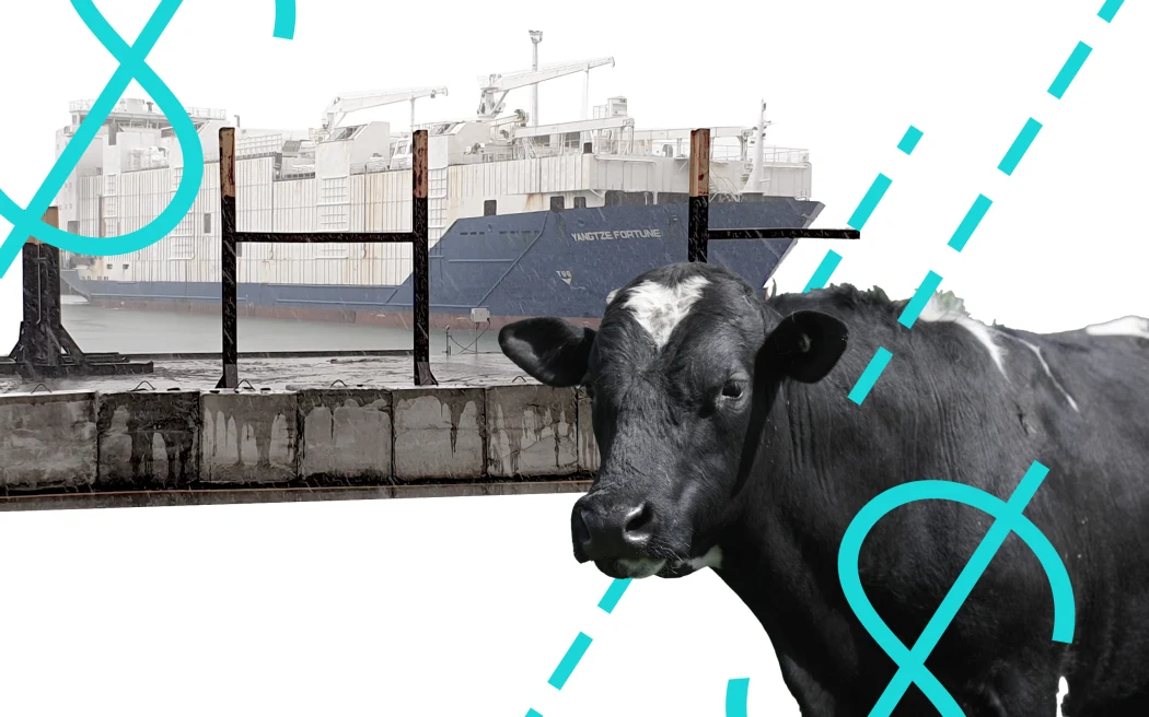 Planned return of live cattle export gets held up