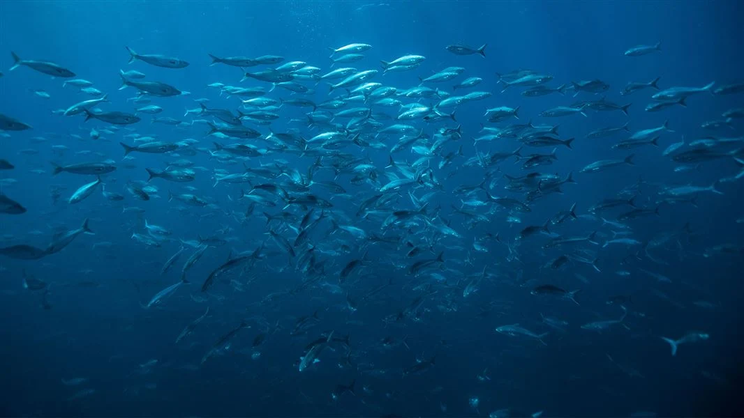 Government Expands Marine Protection in Gulf