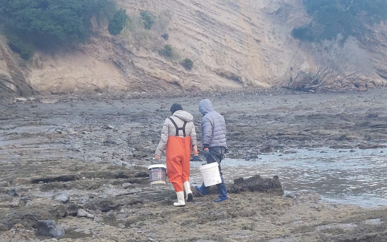 Calls for ban on taking seafood from Whangaparāoa coastline as rock pools pillaged