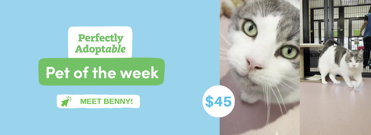 Benny Is Ready to shine in a forever home