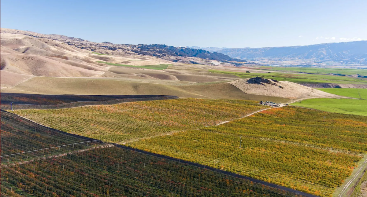 Changes afoot at Central Otago orchards