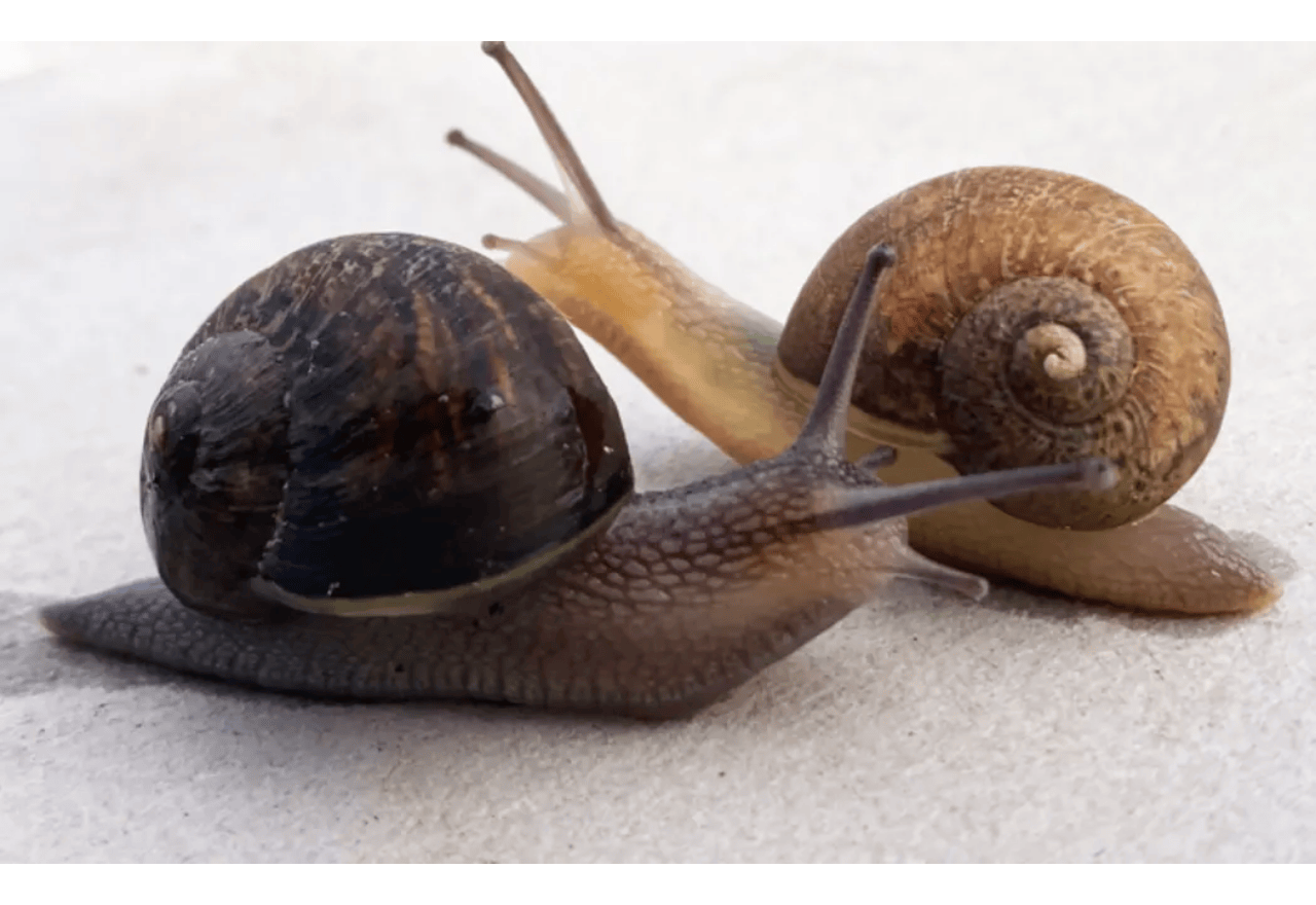Nationwide campaign launched to help left-spiralling snail find a mate