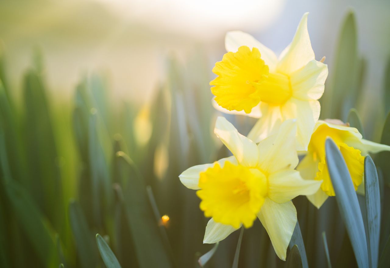 Daffodil Day Blooms Across New Zealand