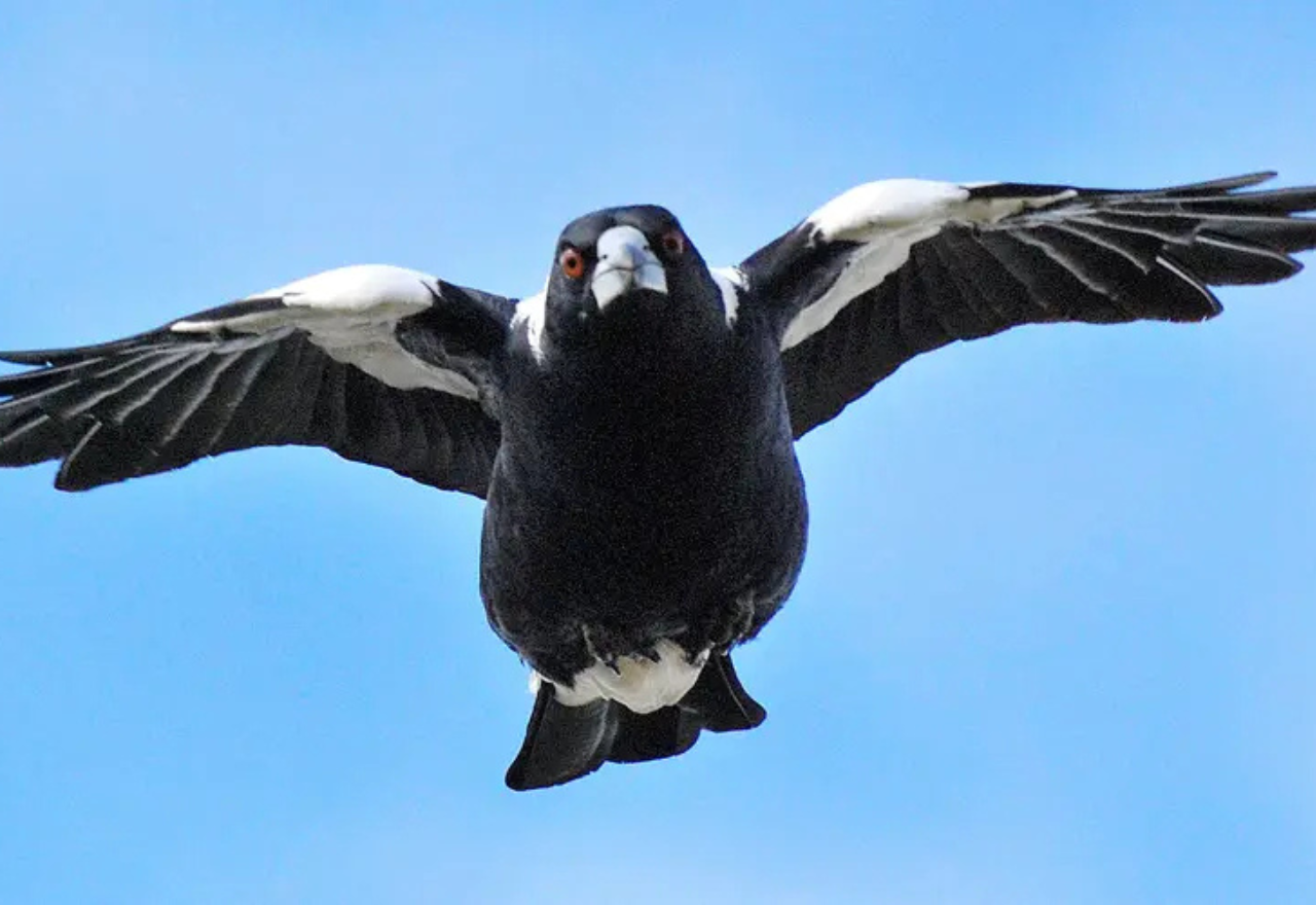 You've been warned - it's Magpie nesting season, and they will be on the swoop