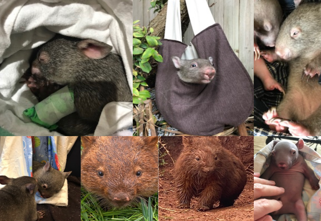 WIRES urges community to support proposed wombat rehabilitation compound