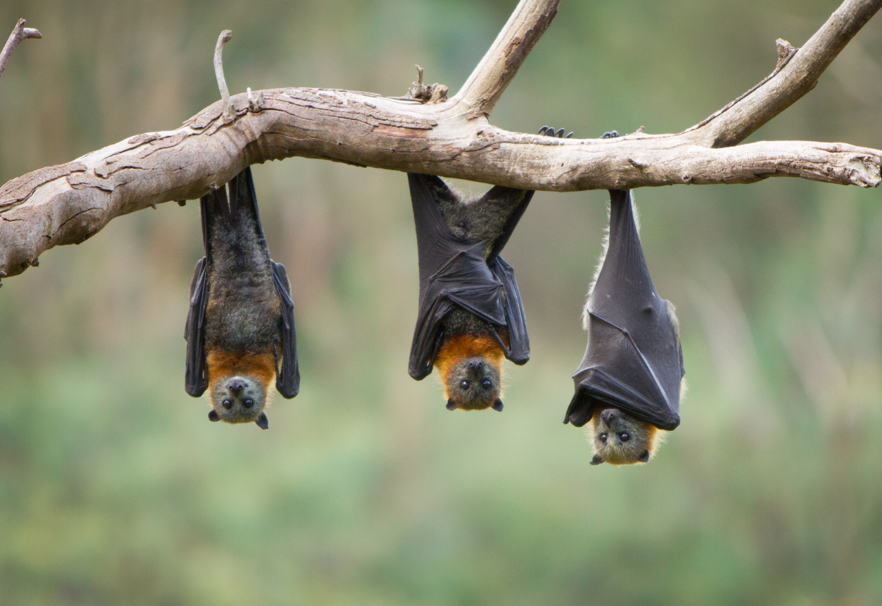 Northern Rivers residents warned to avoid handling sick bats