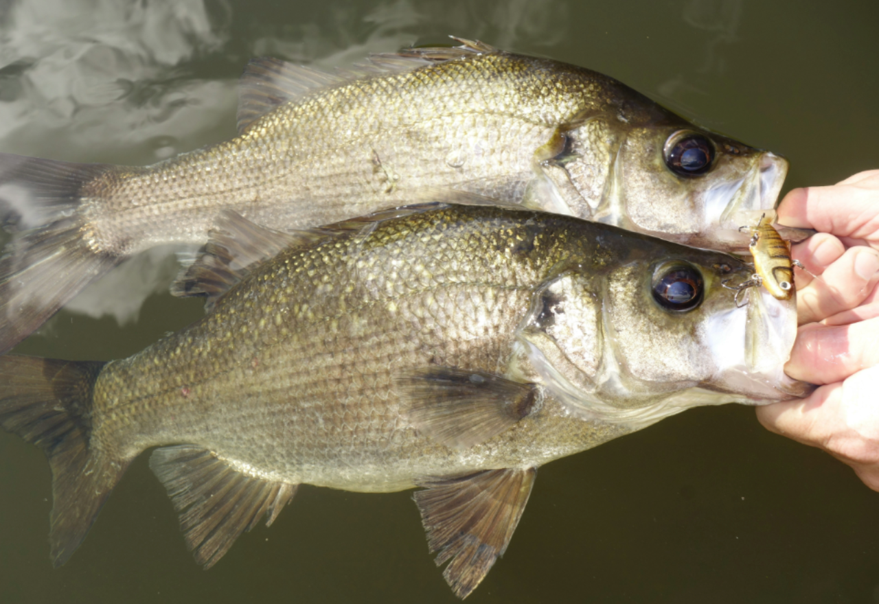 Excited anglers wait for start of the Australian Bass and Estuary Perch season