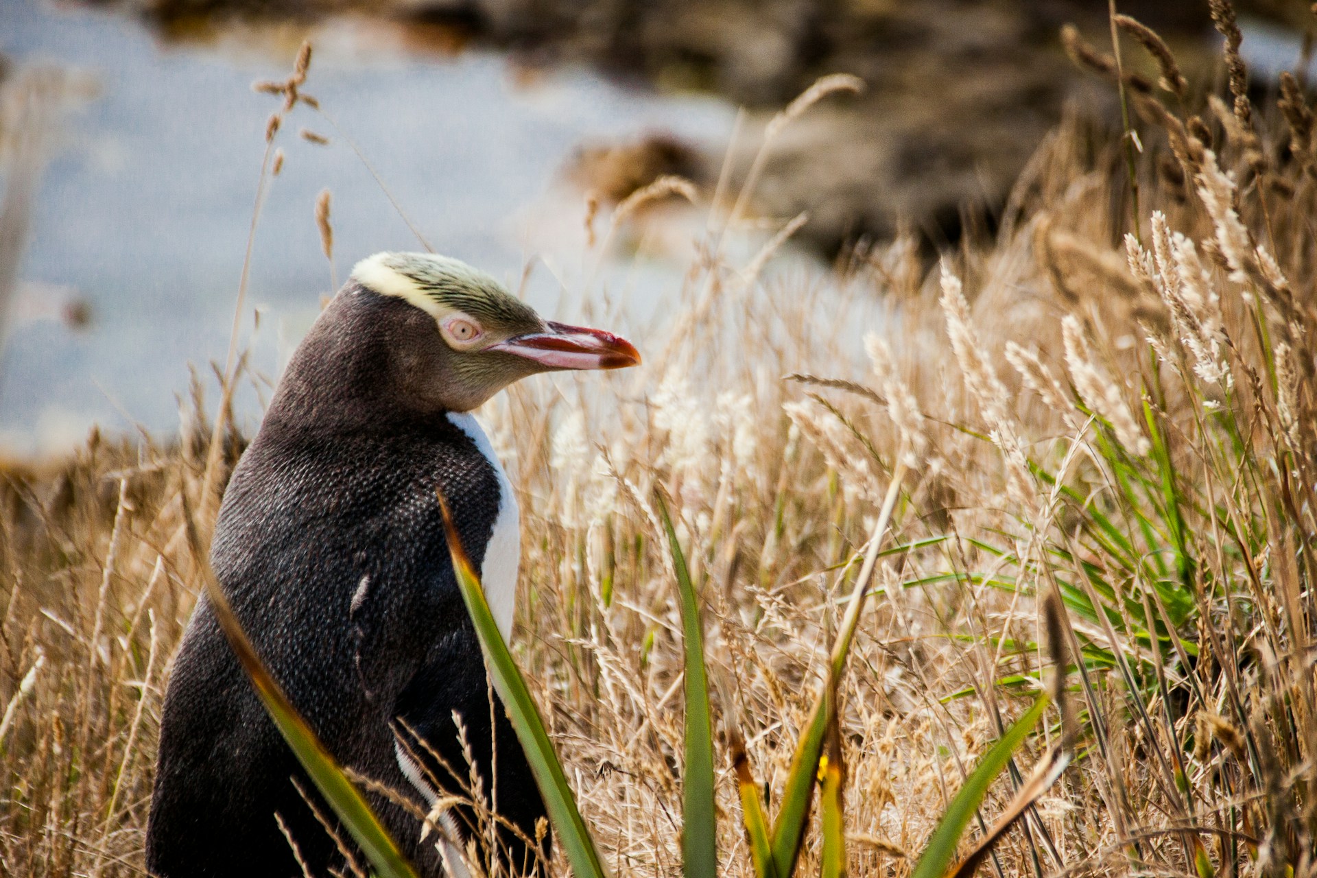 Conservation groups want emergency fishing ban to save hoiho