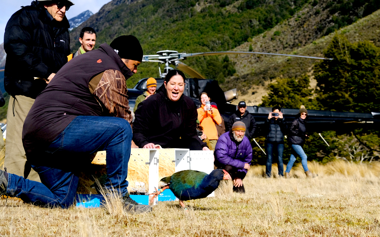Our Changing World: Backcountry takahē make a comeback