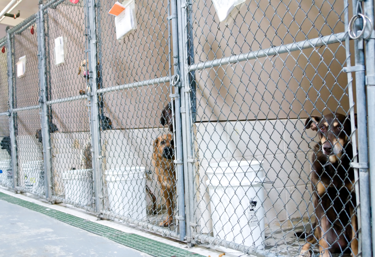 $6 million boost for animal rehoming organisations