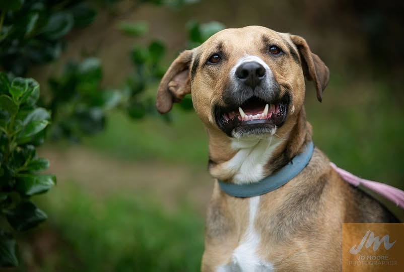 Chained Dog Announcement !!