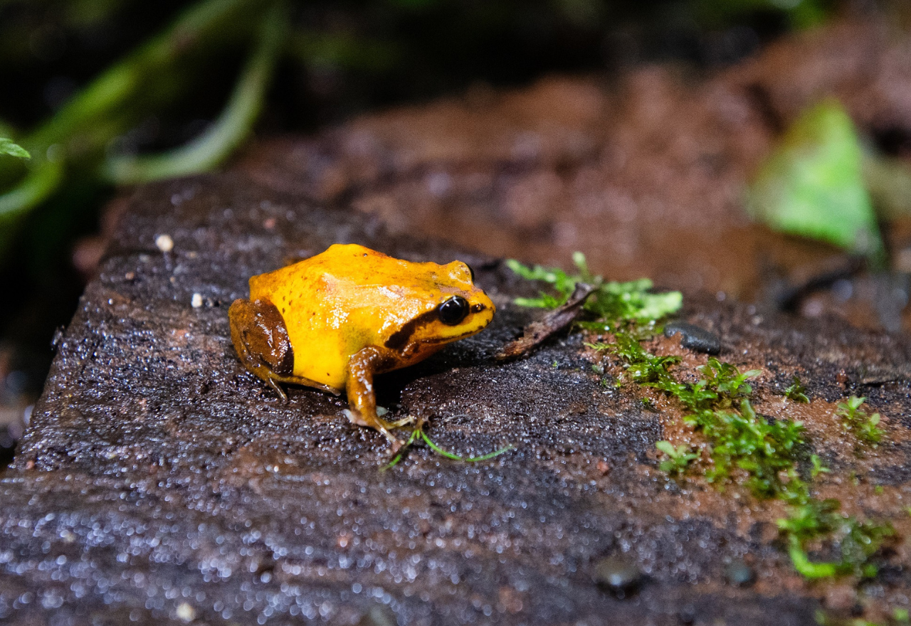 SCU scientists offer hope to a tiny, endangered mountain frog