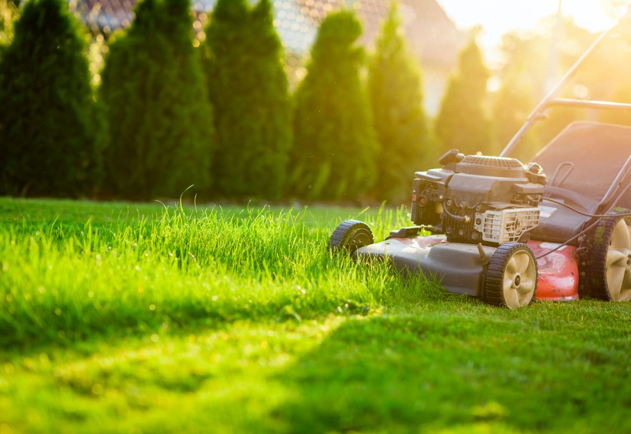 Lawn Etiquette: A Neighbourly Guide