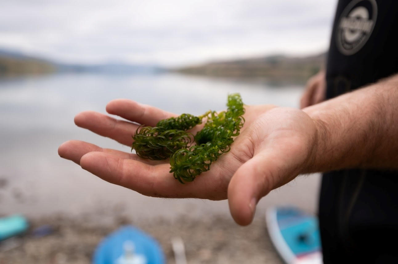 Updated plan to fight aquatic weeds