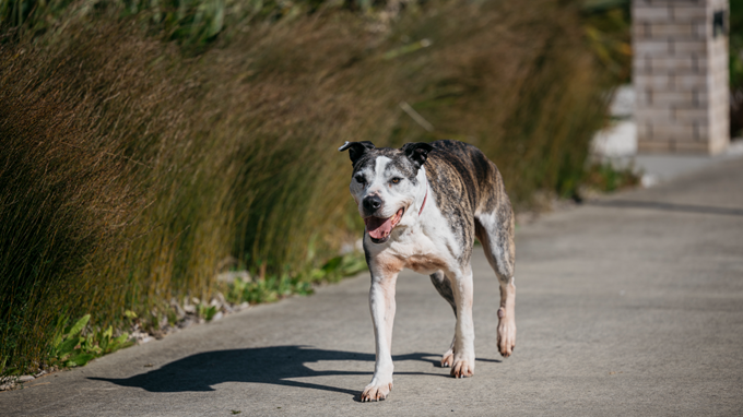 Auckland Council urges dog owners to help ‘break the cycle’ as new data revealed