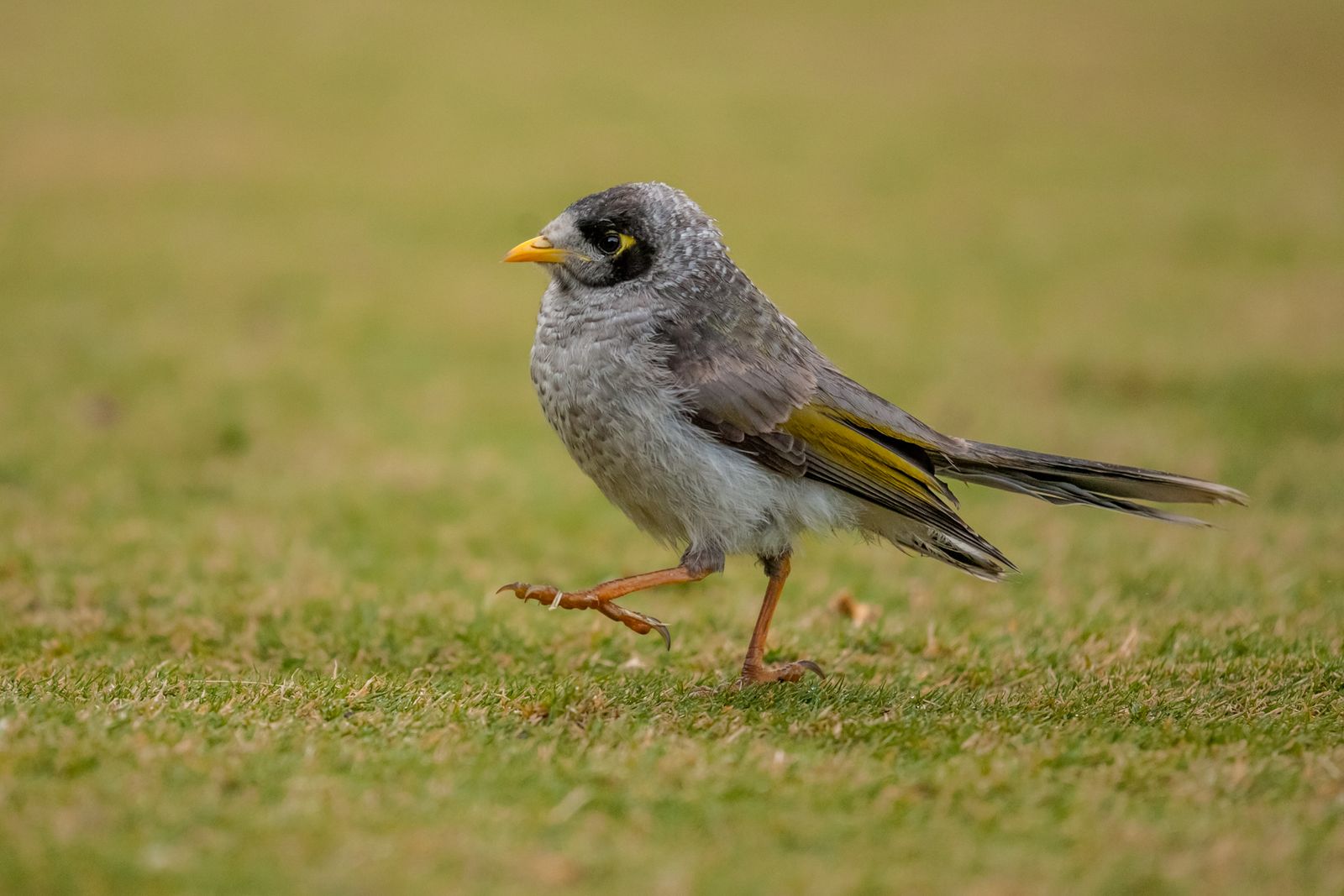 Take flight with the 2025 Aussie Bird Count – 20–26 October