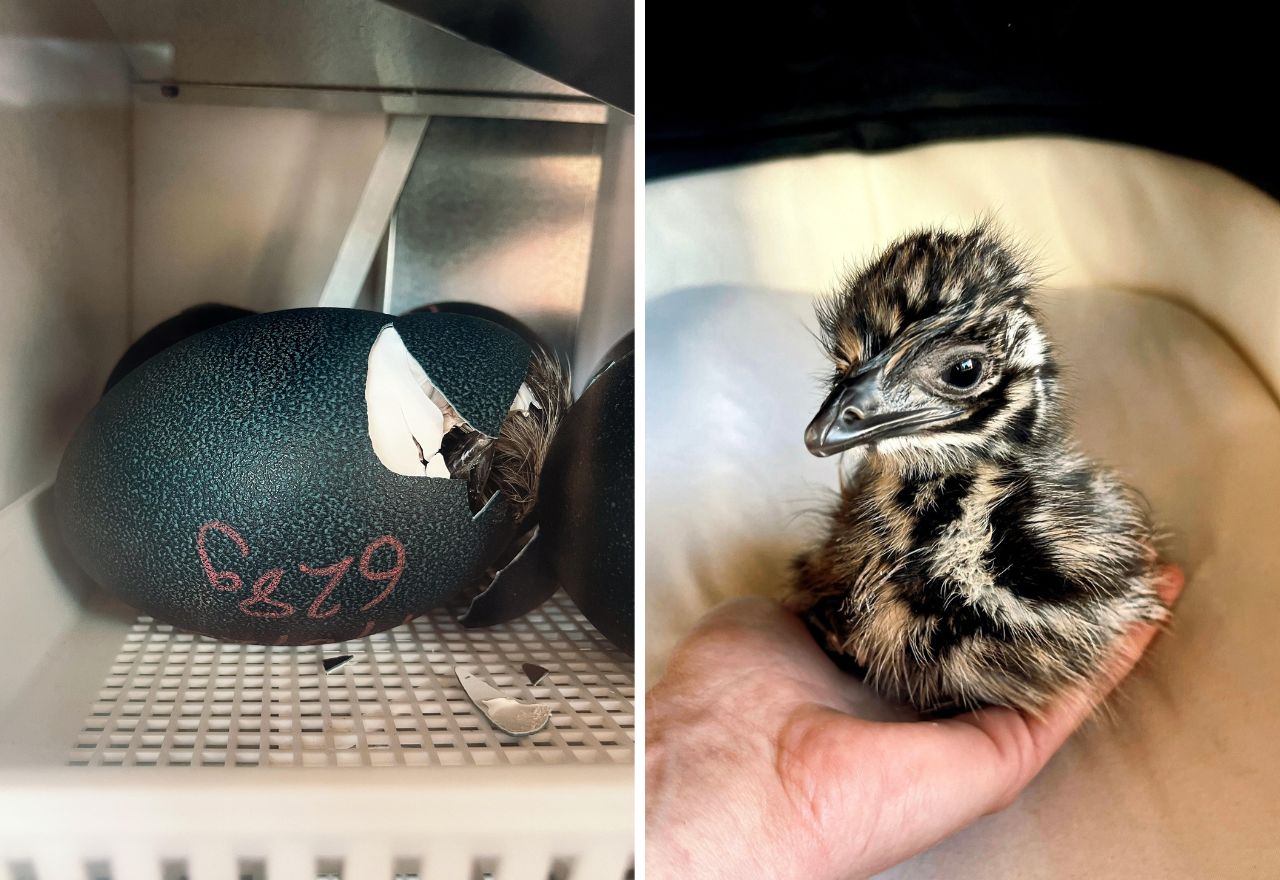 Rare emu chicks born in Central Otago