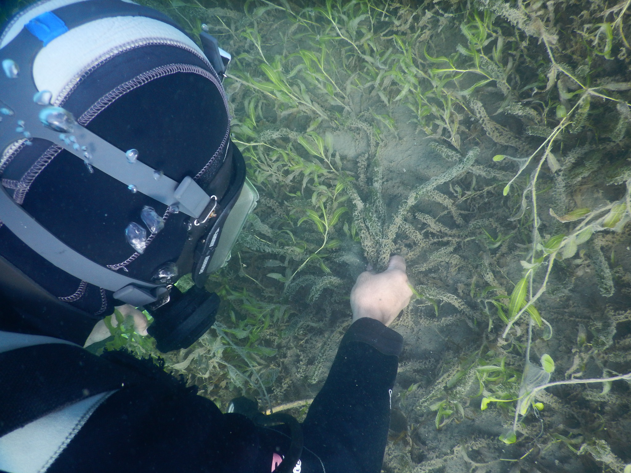 New plans to manage aquatic weeds