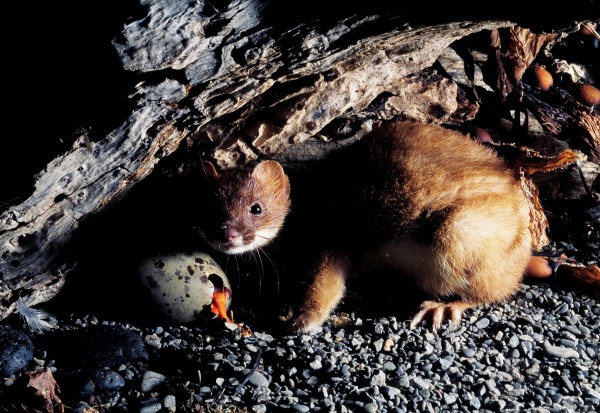 Predator control boost ahead of beech mast 