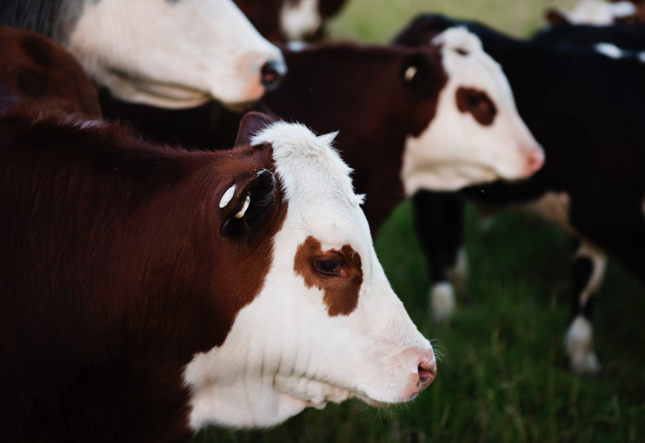 Barber’s pole worm warning for livestock producers​ 