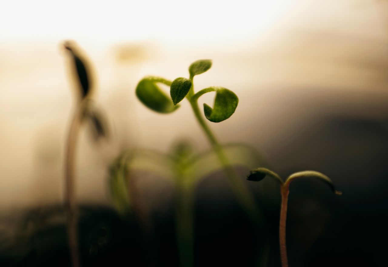 Government updates Going for Growth plan