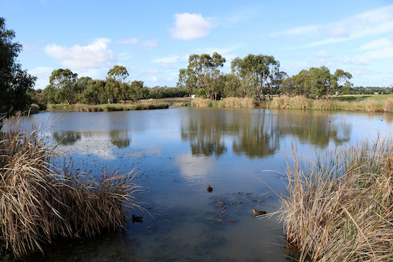 New boardwalk opens access to rare haven at Griffith wetland