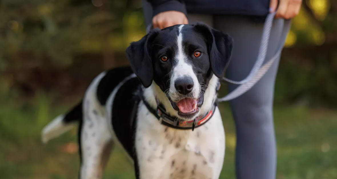SPCA Enforces New Dog Tethering Rules
