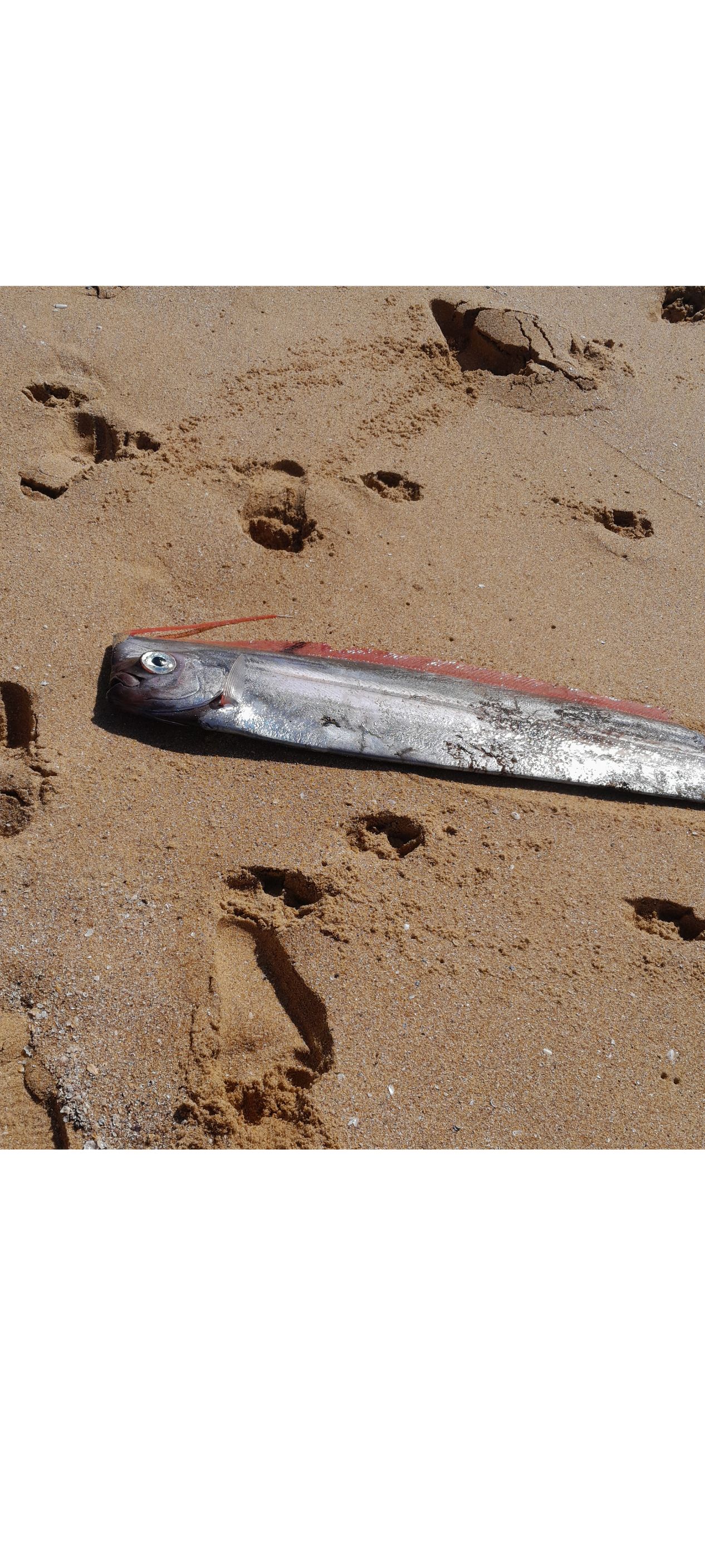 Rare Crested Bandfish washes up on Werri Beach