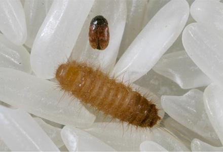 Beetle biosecurity alert at Kiama Woolworths 