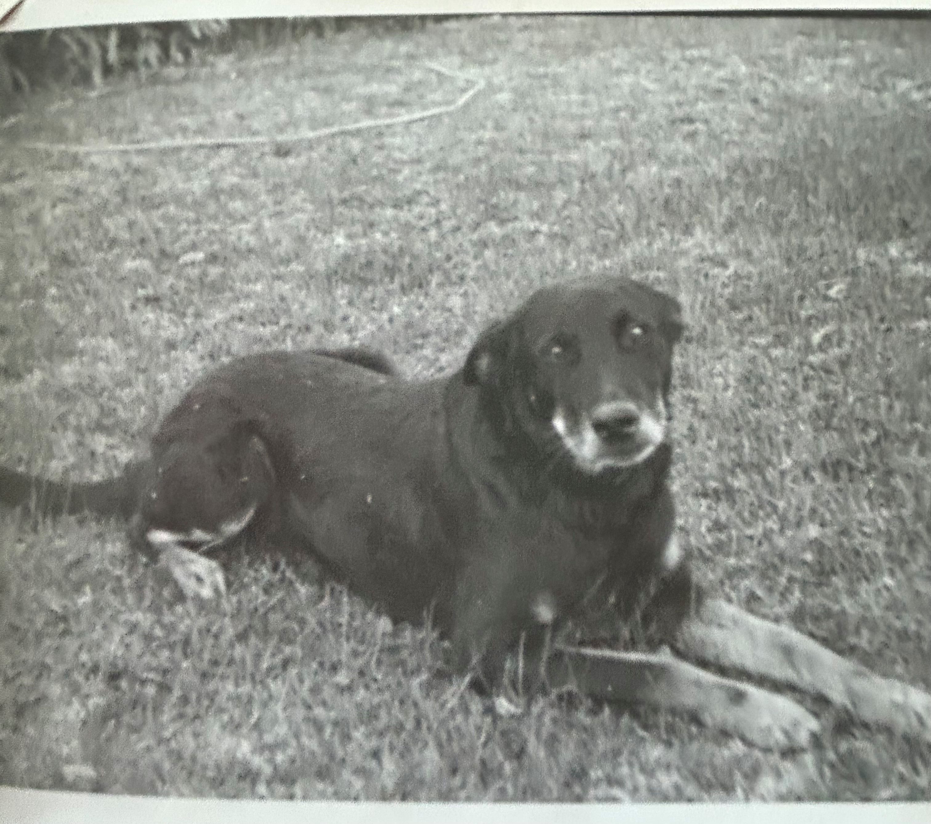 The story of Dog: A tremendous tale