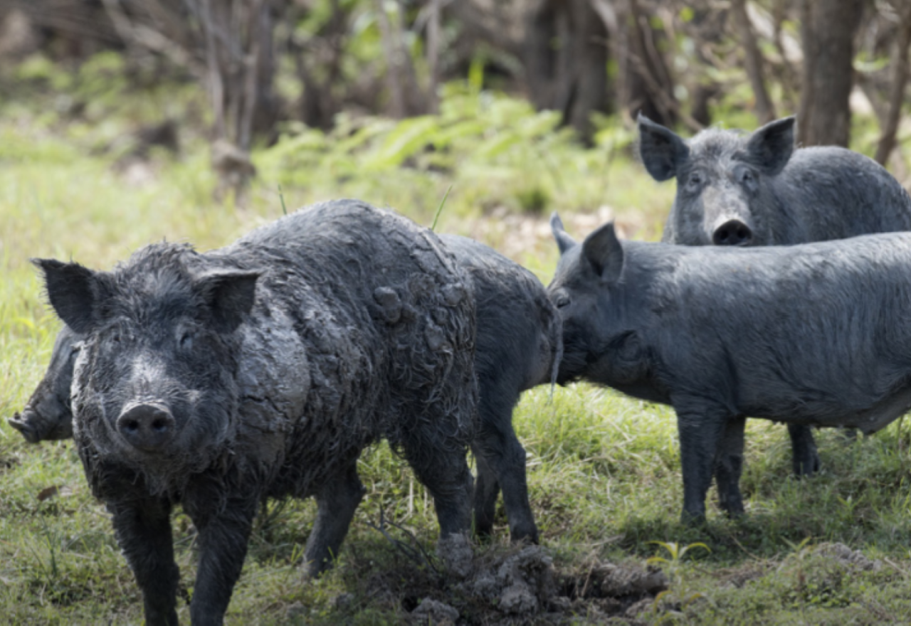 New biosecurity plan a win for Western Plains farmers