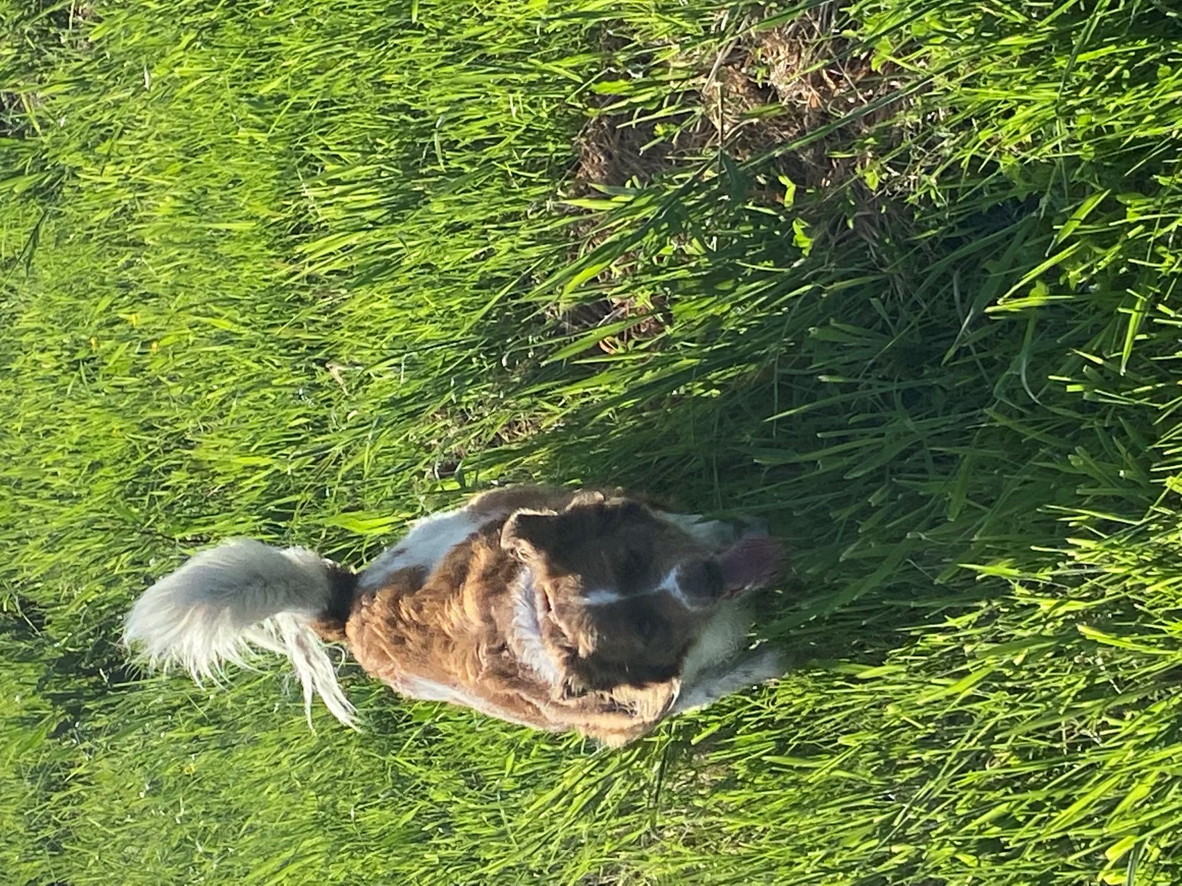 Off-Leash Dog Parks on the Matakana Coast: Where Our Dogs Can Roam Free