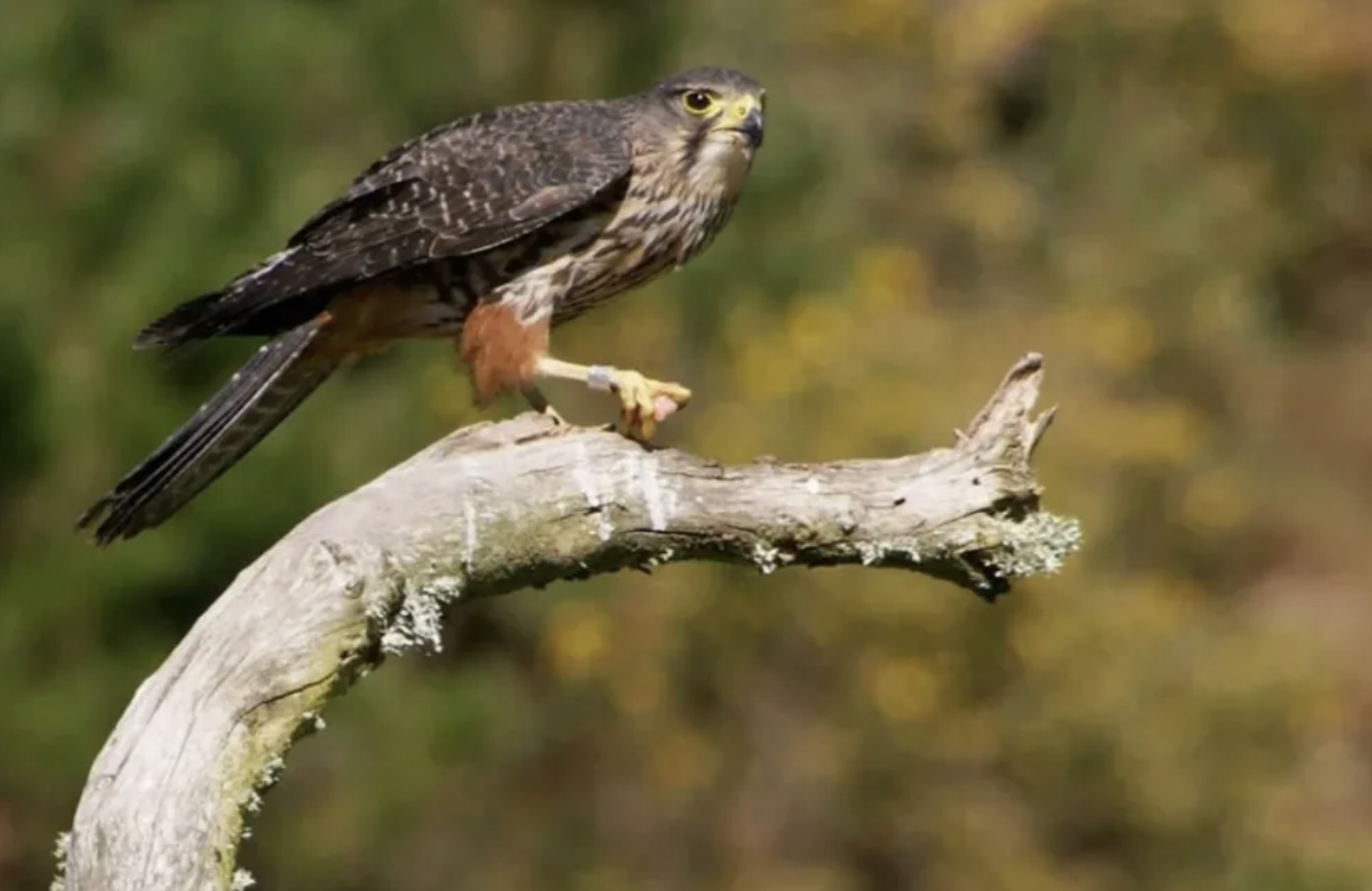 Kārearea NZ falcon crowned 2025 Bird of the Year