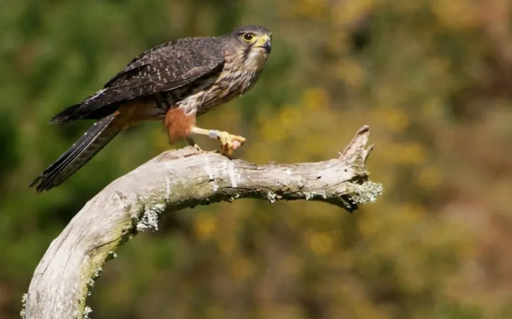 Kārearea NZ falcon crowned 2025 Bird of the Year