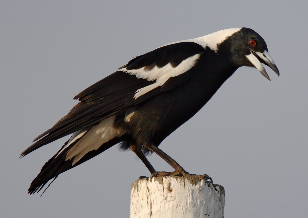 South Coast locals urged to dust off binoculars for Bird Count