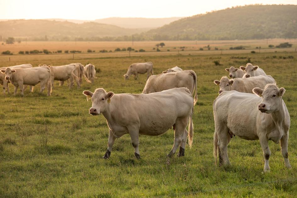 Hands on beef and sheep forum
